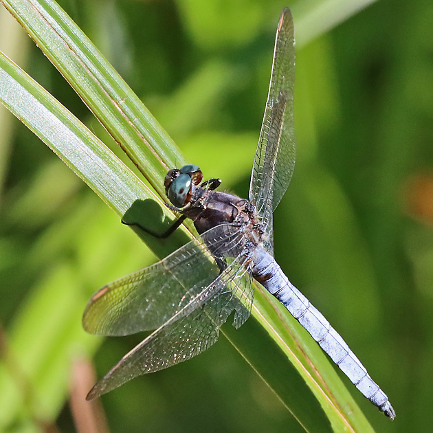 Orthetrum coerulescens
