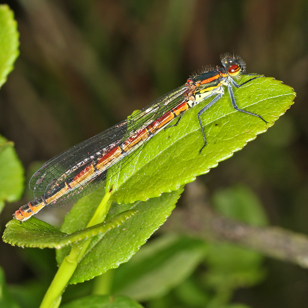 Pyrrhosoma nymphulae