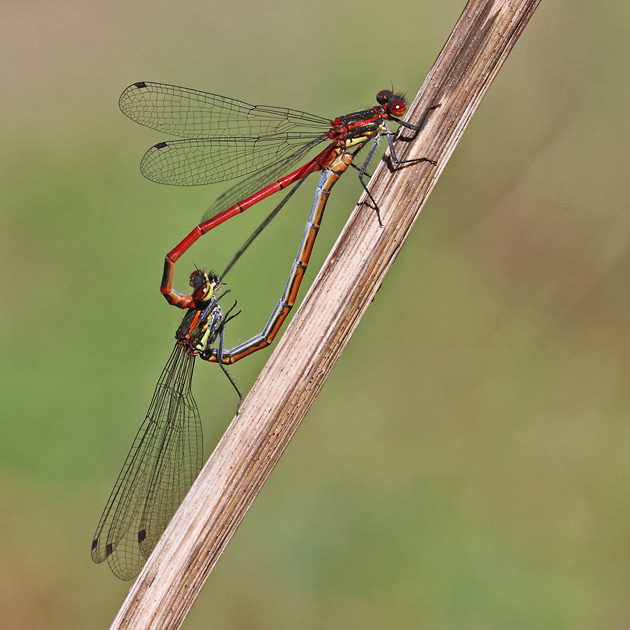 Pyrrhosoma nymphula MW