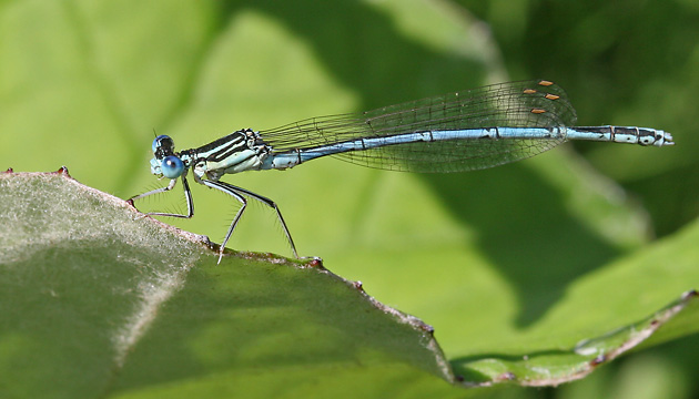 Platycnemis pennipes