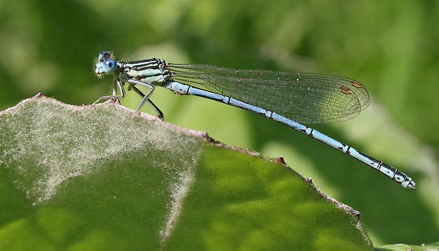 Platycnemis pennipes