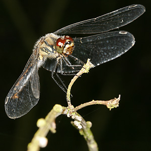 Sympetrum danae