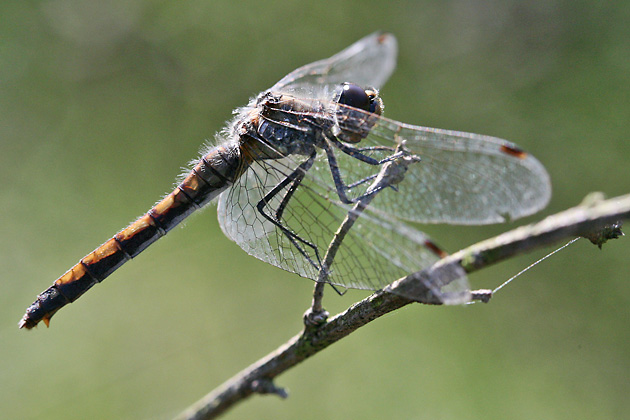 Sympetrum danae