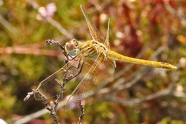 Sympetrum fonscolombii