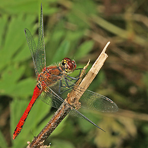 Sympetrum sanguinieum