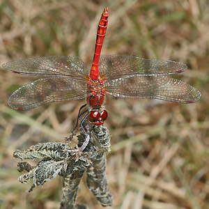 Sympetrum sanguinieum