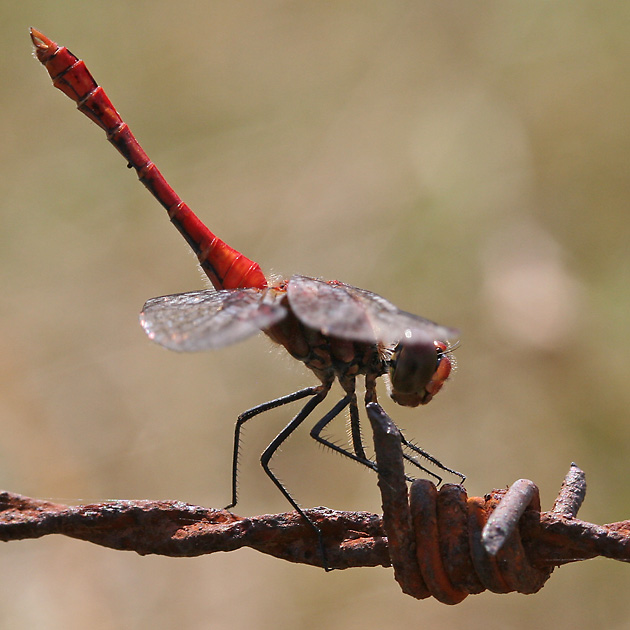 Sympetrum sanguinieum