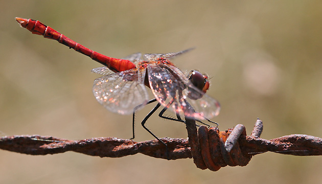 Sympetrum depressiusculum