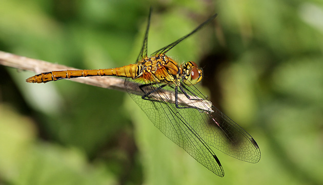 Sympetrum sanguinieum