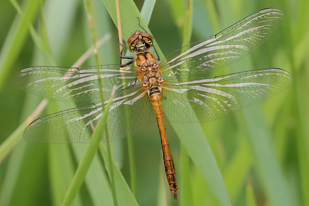 Sympetrum sanguinieum
