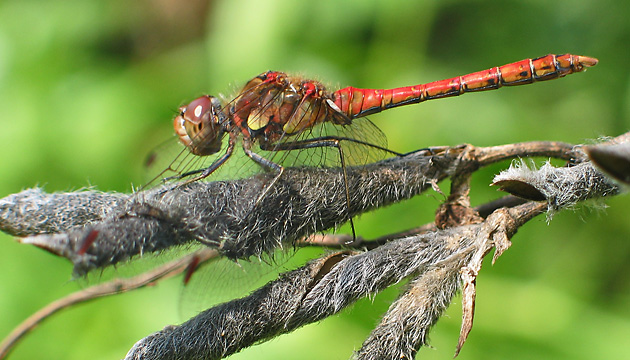 Sympetrum striolataum