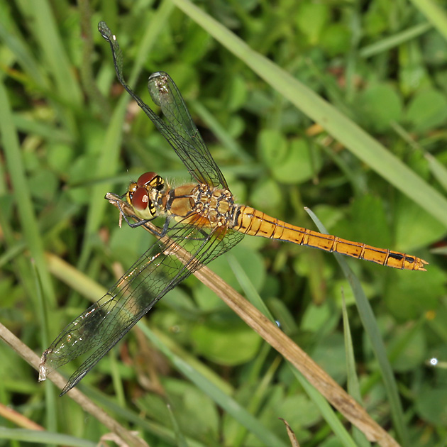 Sympetrum striolatum