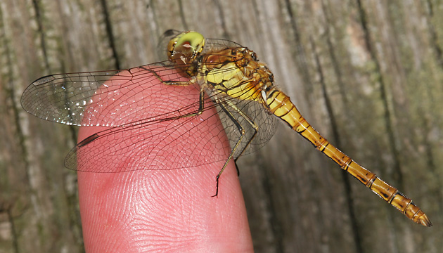 Sympetrum striolatum