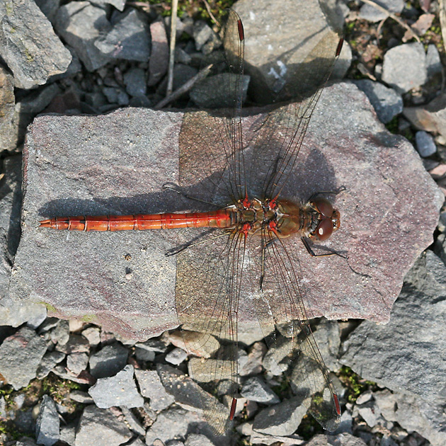 Sympetrum striolataum
