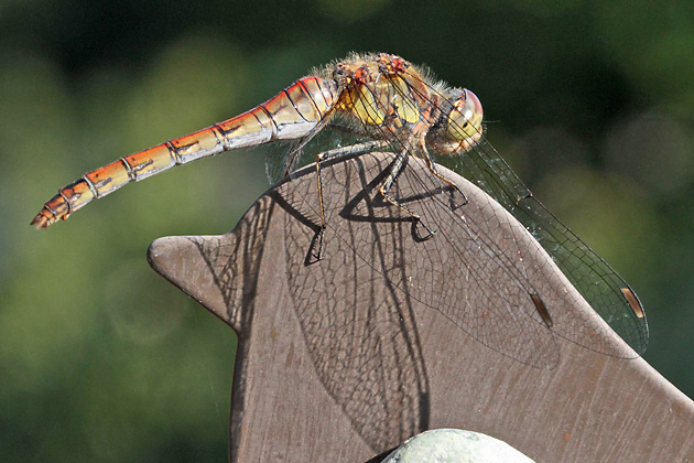 Sympetrum striolatum