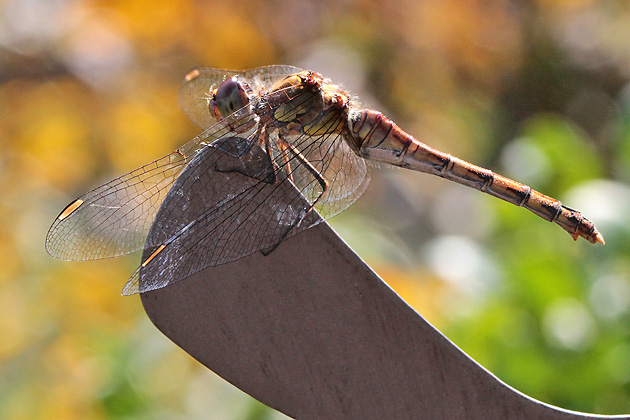 Sympetrum striolatum