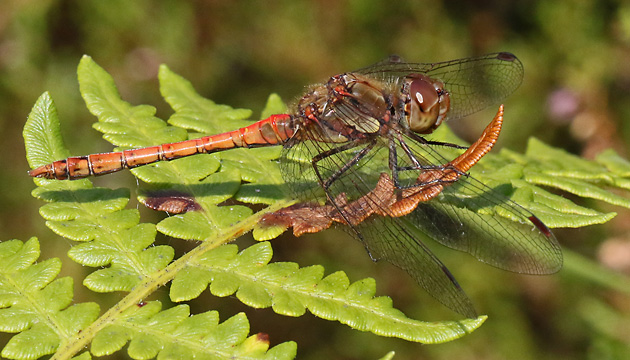 Sympetrum striolatum