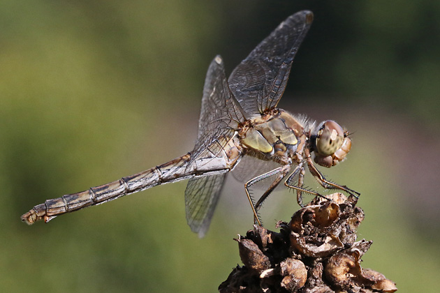 Sympetrum striolatum