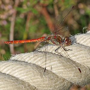 Sympetrum striolatum
