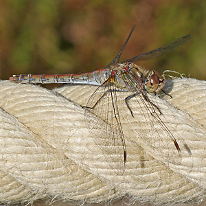 Sympetrum striolatum