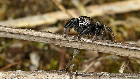 Evarcha arcuata