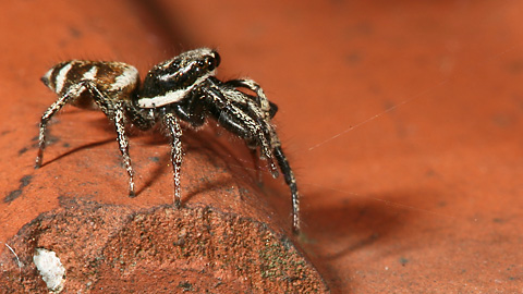 Zebraspringspinne M