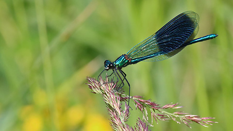 Calopteryx splendens