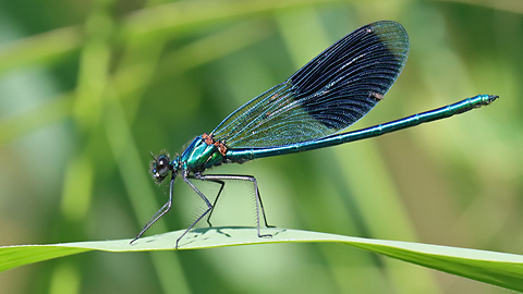Calopteryx splendens