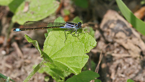 Ischnura elegans
