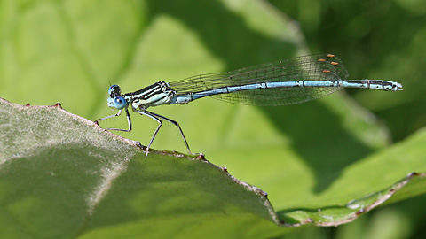 Platycnemis pennipes