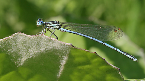 Platycnemis pennipes