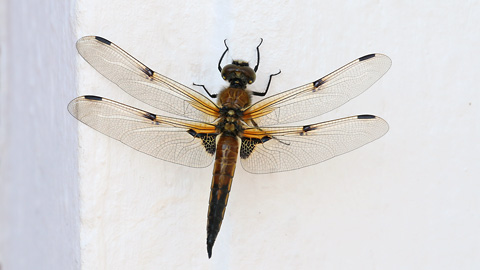 Libellula quadrimaculata