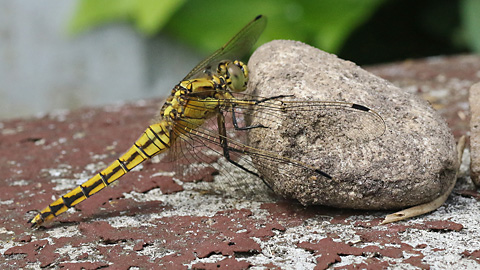 Orthetrum cancellatum