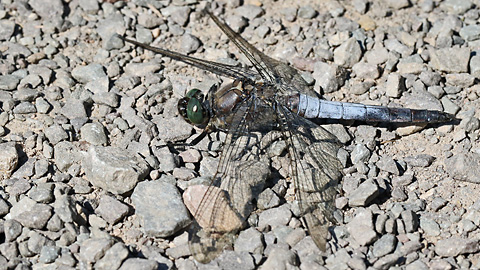 Orthetrum cancellatum