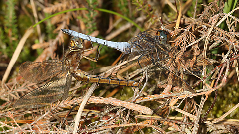 Orthetrum coerulescens