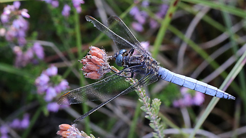 Orthetrum coerulescens