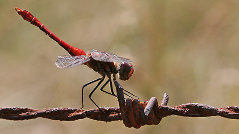 Orthetrum coerulescens