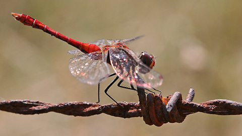 Orthetrum coerulescens