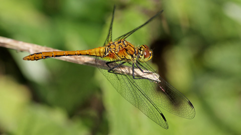 Orthetrum coerulescens