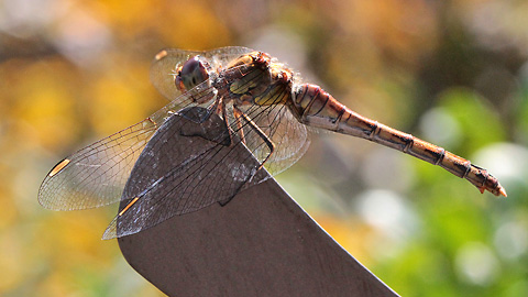 Orthetrum coerulescens