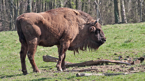 Wisent