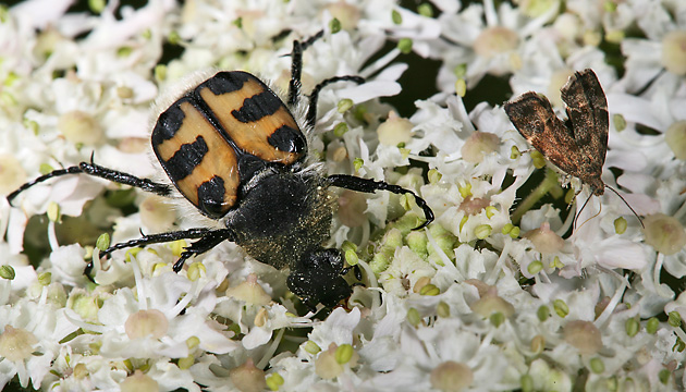 Anthophila fabriciana