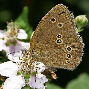Aphantopus hyperantus