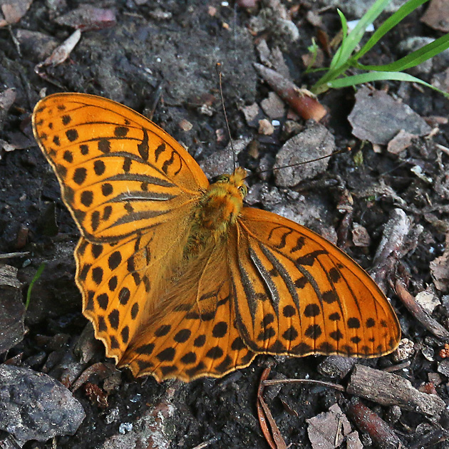 Argynnis paphia