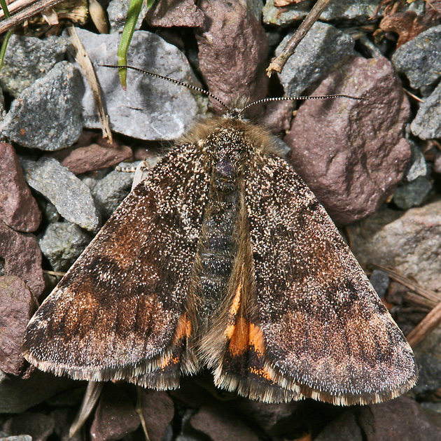 Archiearis parthenias