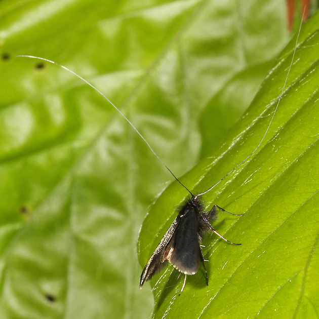 Adela reaumurella (26.4.2008) Adela reaumurella