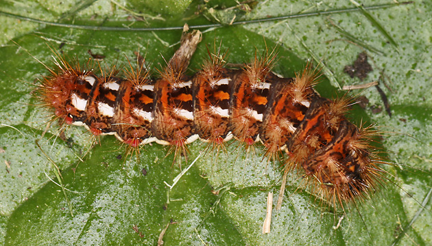 Acronicta rumicis