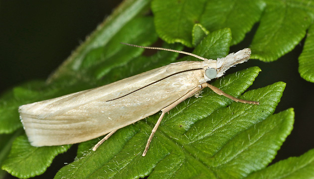 Agriphila straminella