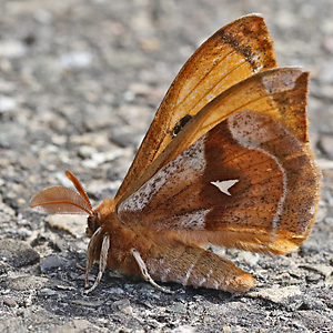 Aglia tau (22.4.2025) Aglia tau