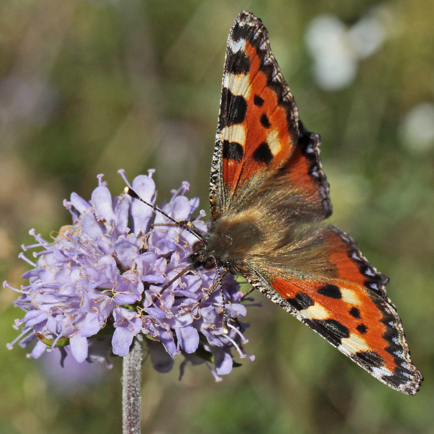 Aglais urticae
